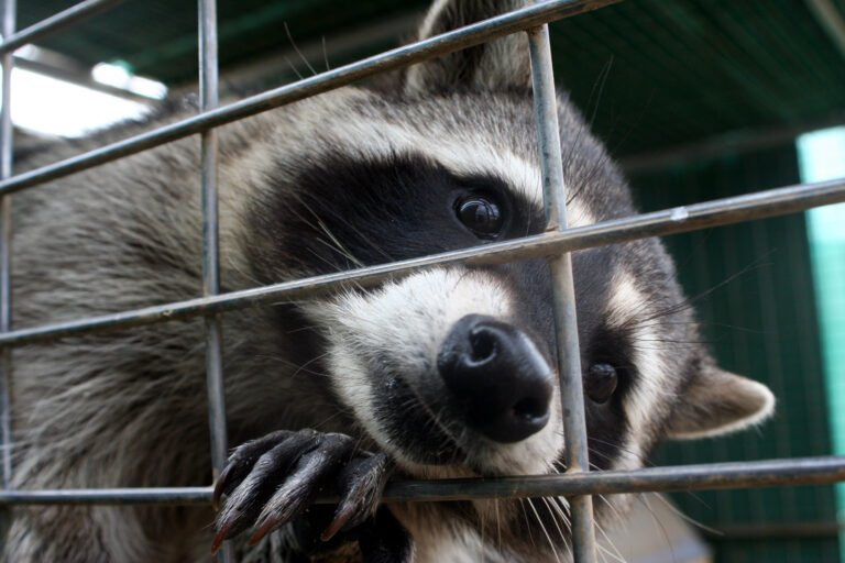 Ukrainian sentenced to five years in jail for work on Raccoon Stealer