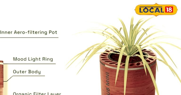 A small tree was made into an air purifier…This technology is amazing, invented by this NCR company, A small tree was made into an air purifier This technology is amazing invented by this NCR company