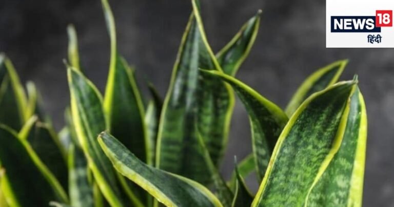 This plant is magic in summer, it will reduce the temperature of the house, it is the enemy of humidity, plant it once and become free for many years.