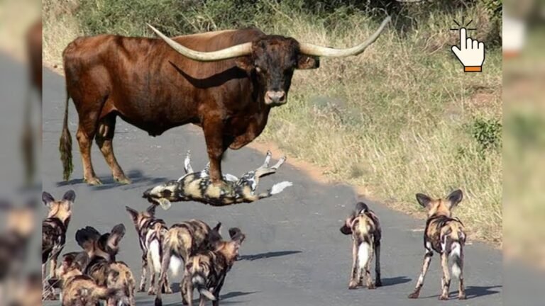 Dangerous battle between buffalo and wild dogs, attacked each other, this video will make this video stand up!