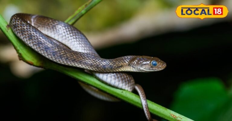 Neither poison, nor fear … These are just snakes of name! Even if you cut, there will be no loss, identify like this