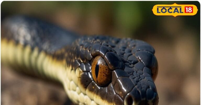 SNAKE FACT: Careful, pink becomes active in cold, this dangerous snake, hunting like this in the sun