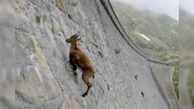 Goats climbing the mountains, know why this dreadful journey does this dreadful journey, watching the video will stop breathing!