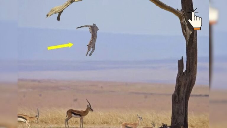 Only one leopard can do such victims, will be surprised to see technology, hide like this, attacks!