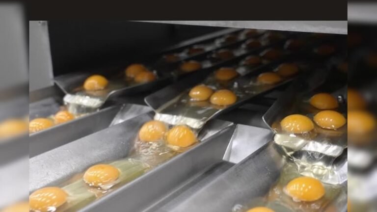 Liquid eggs are made in the factory, this machine breaks millions of eggs daily, video will blow senses!