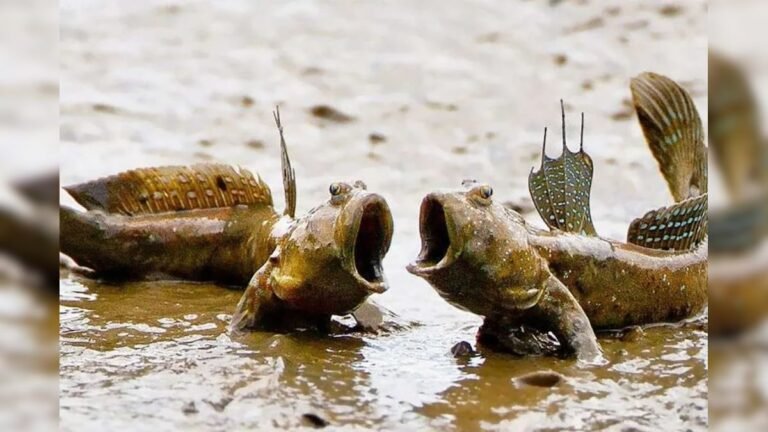 Even outside the water, this strange fish, performs dance on the ground, will be surprised to see the video!