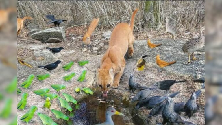 Animals were roaming in the dried forest, the person did miracles, watching the video, you will also say- did wonders!
