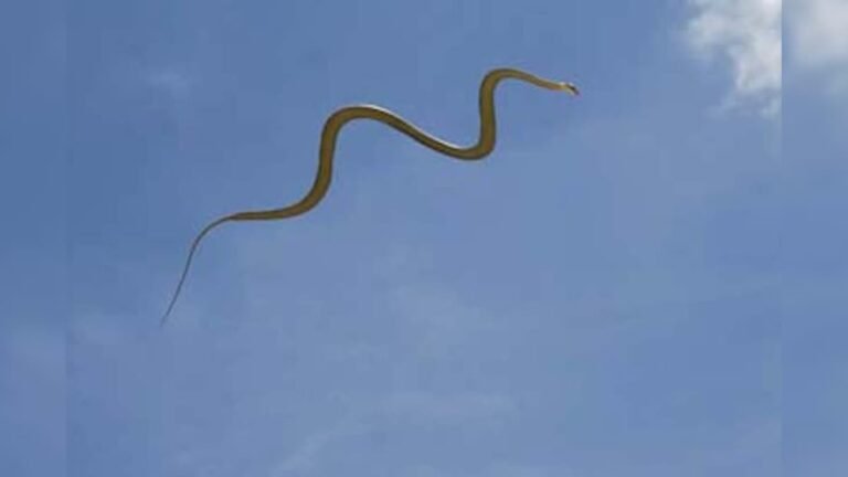 Jump in the air to catch hunting, hardly ever seen the video of a flying snake! – News18 Hindi