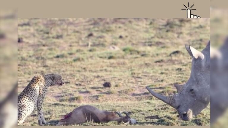 Rhino’s eyes on the hunting of the leopard, as soon as they reached nearby, then people were surprised to see what happened after that!