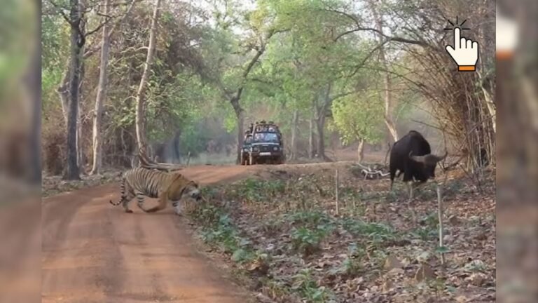 A tremendous clash between the tiger and the huge gaur, the breath of the tourists will stop, this will make this view stand!