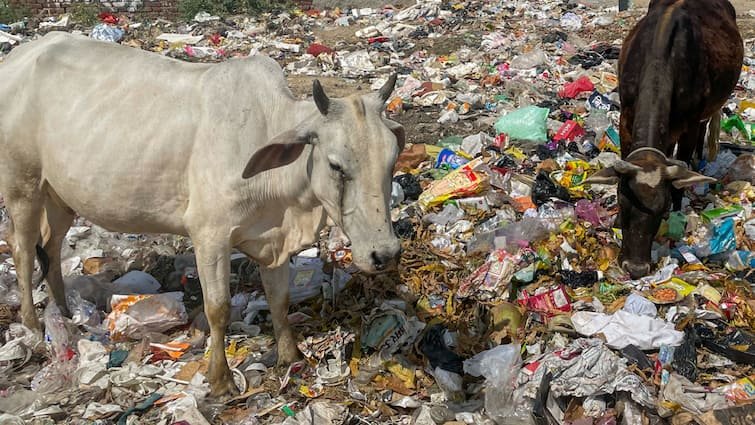 More than 20 cows died in Hisar in the last three days, ‘Halwa-puri’ proved to be fatal