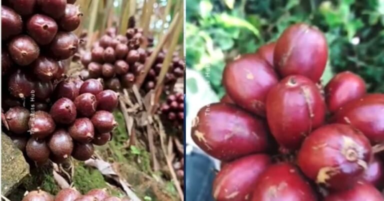 Neither fruit- no vegetable, yet everyone has tasted its taste, 99 percent people will not know the name