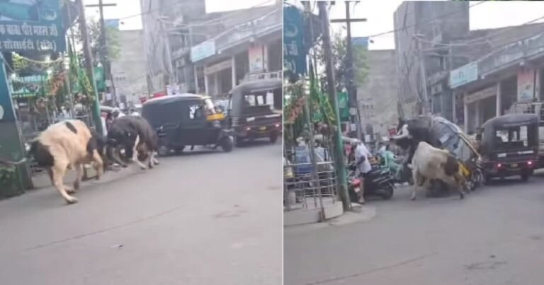 The bull started to WWE on the road, the auto rickshaw came in the middle, then people were forced to laugh!