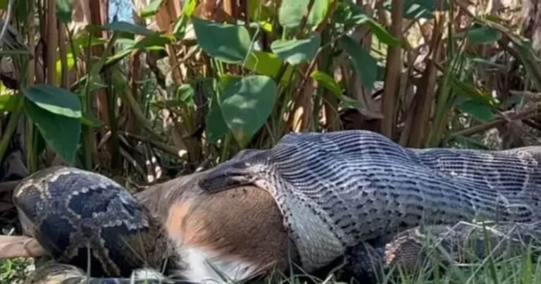 The dragon first ate deer, then reverse the whole victim, scientists expressed happiness, awakened!