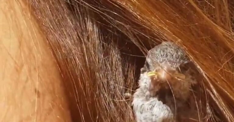 Voices were coming from the daughter’s joint, the family started shaking due to fear, the senses flew away as soon as they opened their hair