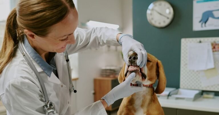 The pet dog came from outside near the mistress, the tail was hanging from the mouth, two legs were seen together, then …