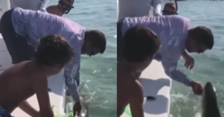The person was having fun in the sea, then Baby shark came to meet, took half a hand in the game!