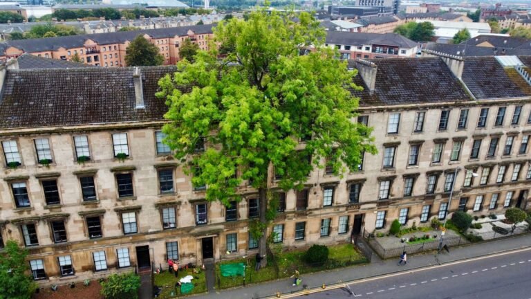 Glasgow’s ‘Argyle Street Ash’ wins Tree of the Year 2025 as wildcard entry | UK News