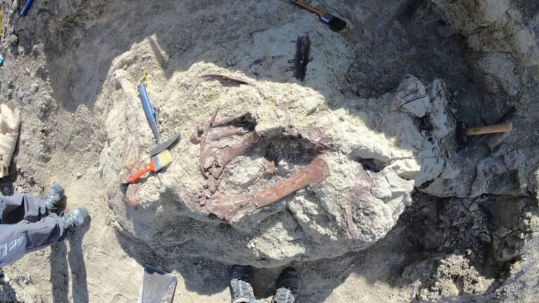 Scientists discover new dinosaur in Argentina with crocodile bone in mouth | Science, Climate & Tech News