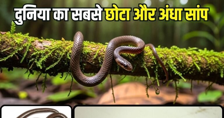 Smallest Snake: The world’s smallest, blind and thin snake… which had been extinct years ago, now showed again after 20 years