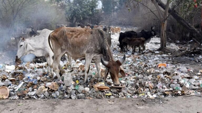 Rules will change in Delhi from April 1, how many days a week will wet and dry waste be collected? read details