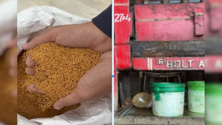 How much oil comes out of 50 kg mustard? A person filled it in a drum and brought it to the mill, so many liters of oil came out!