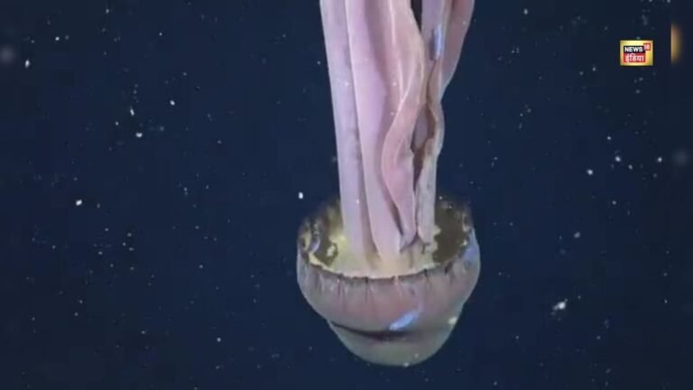 Did this creature tear apart the underworld? 33 feet ‘alien’ seen in the depths of the sea, will give you goosebumps VIDEO