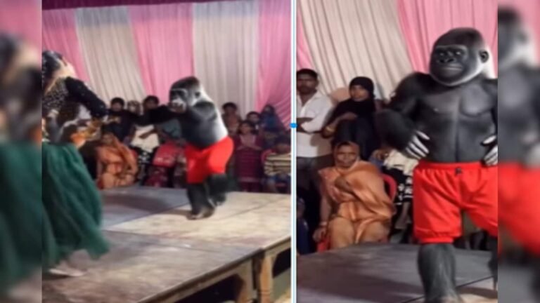‘Gorilla’ came on stage after seeing the orchestra player, showed moves on Luta Ae Raja, created a stir in red underwear