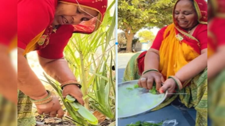 Have you ever eaten Aloe Vera vegetable? Aunty cut cowpea from the garden, gave it strong flavor with a dash of chilli!