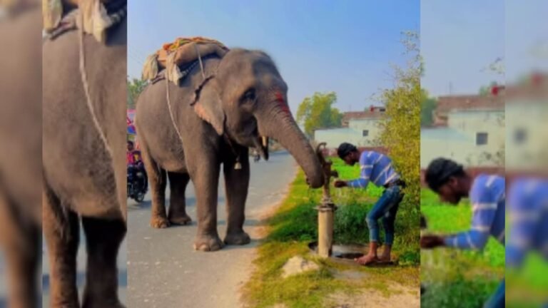 Elephant turned out to be as intelligent as humans, started feeding water to the trainer by running the pump himself, video won everyone’s heart