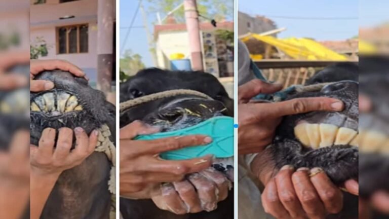 Buffalo’s teeth turned black and yellow, a person rubbed them and made them shine, Smile won people’s hearts