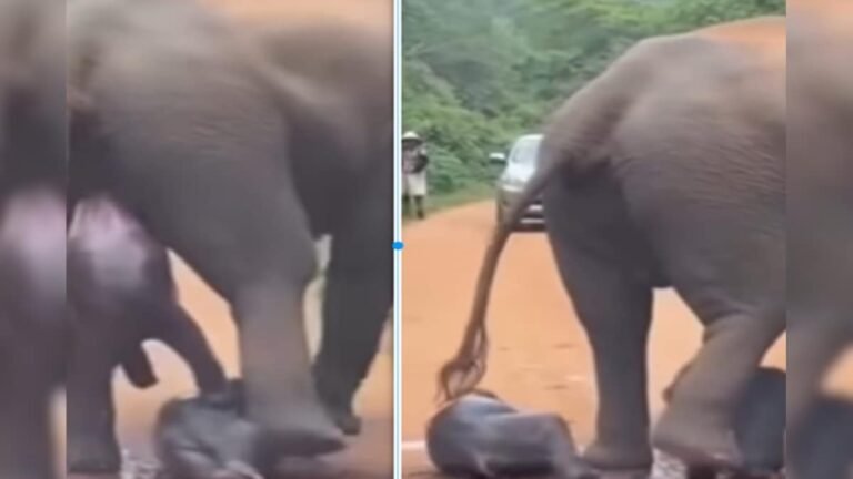 People were surprised to see the elephant twins, some expressed happiness, some started saying the wonders of AI!