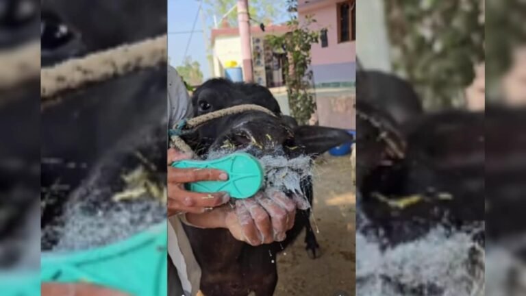 Boy cleaned buffalo’s teeth by applying toothpaste on clothes washer, people were surprised to see the teeth shining!