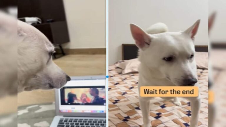 This dog is a fan of Harry Sandhu’s Jabra, is crazy about singing butterflies, breaks every wall as soon as it is played!