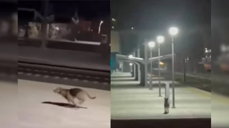 Once the train driver fed him food, now the dog waits for him every day, a unique friendship formed at the station!