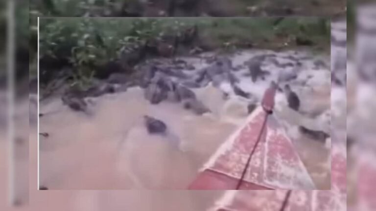 The river was full of crocodiles, yet the man continued rowing the boat without fear, the dangerous scene shocked everyone!