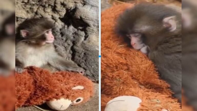 As soon as the birth was born, the mother scolded her, now the ‘step mother’ is caressing her, people cried after seeing the love!