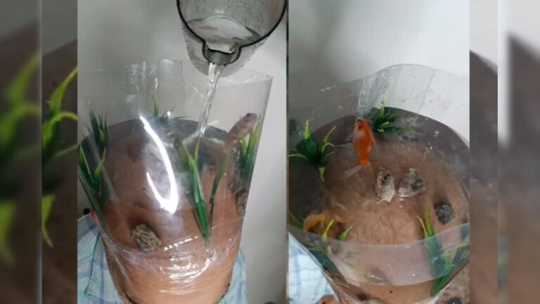Uncle made his head an aquarium, kept live fish inside, you too will be stunned after watching the video!