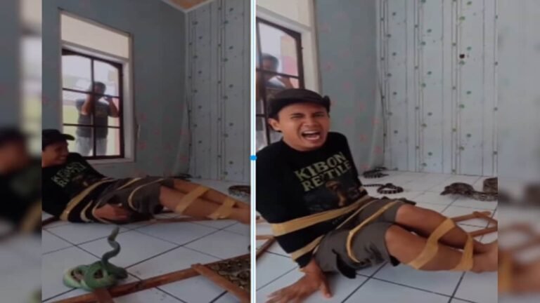 Have you ever played real life snakes and ladders? Poisonous snakes at every step, video of scary game goes viral