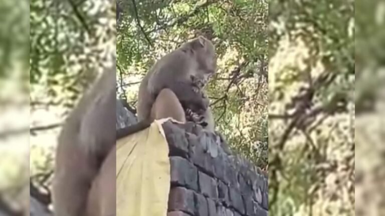 A heart touching sight, a monkey was seen roaming around with a kitten in his lap, the video is going viral.