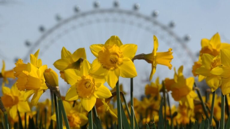 UK weather: ‘Explosion’ of spring colour to come – despite temperatures dropping after hottest day of the year so far | UK News