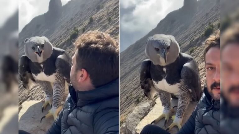A man sitting on a mountain, a strange bird comes and sits next to him, you will feel scared after seeing his face and height!
