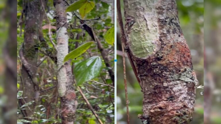 This creature is an expert in hiding, it deceives the eyes in such a way that you will not be able to see it even by looking.