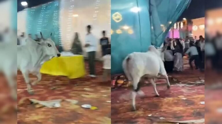 Bull entered the wedding, tried to chase the guests, people ran away to save their lives!