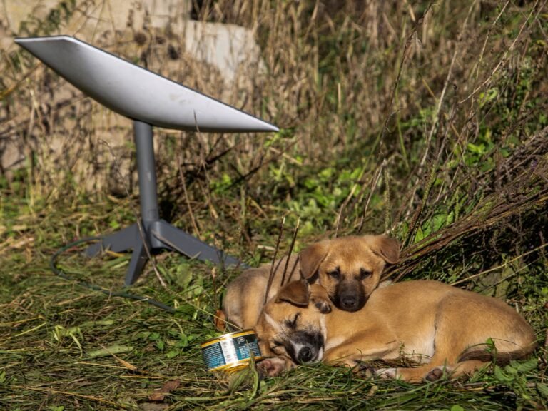 How does the cutoff of Starlink terminals affect Russia’s moves in Ukraine? | Russia-Ukraine war News