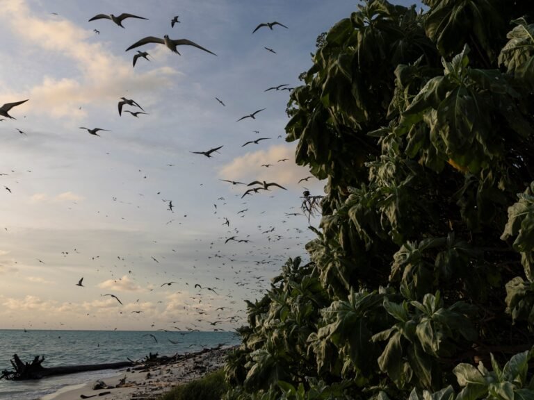 US sanctions officials from Marshall Islands and Palau, citing China fears | Government News