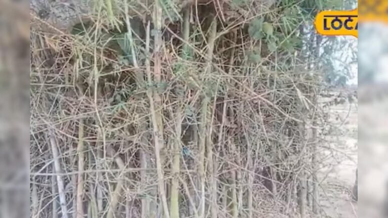 Bamboo is the ‘protector’ of Ranchi! The tree grown from sister’s martyrdom guards the entire village – News18 Hindi