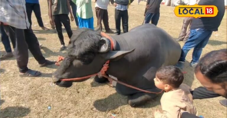 haryana vidhayak buffalo begusarai expo 15 crore earning semen sale