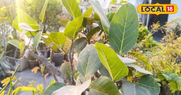 2 feet banyan tree is alive on the roof for 55 years, celebrates its birthday every year, has got the first place