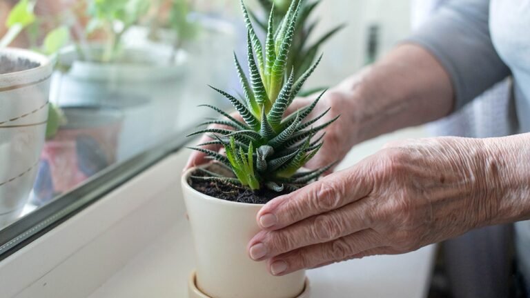 Aloe vera compound could fight Alzheimer’s disease, scientists discover